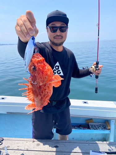 オニカサゴの釣果