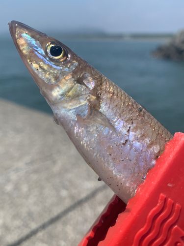 シロギスの釣果