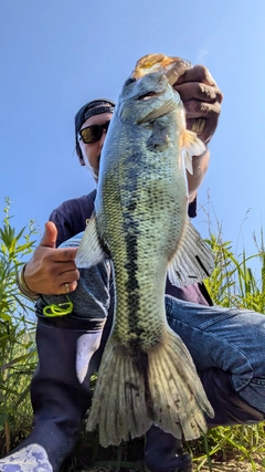 ラージマウスバスの釣果