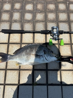 キビレの釣果