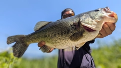 ラージマウスバスの釣果