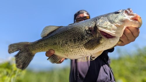 ラージマウスバス