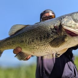 ラージマウスバス