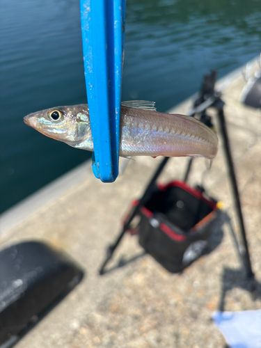 シロギスの釣果