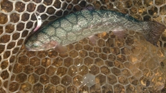 ニジマスの釣果