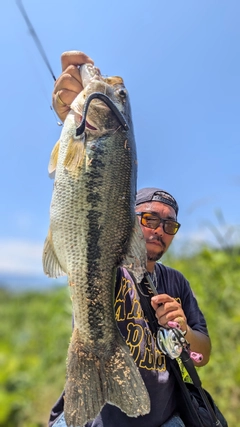 ラージマウスバスの釣果