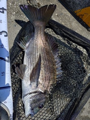 クロダイの釣果