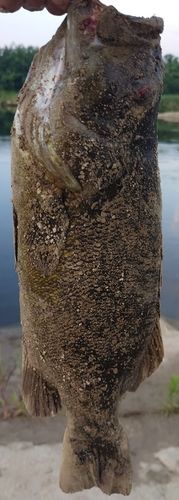 スモールマウスバス