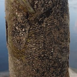 スモールマウスバス