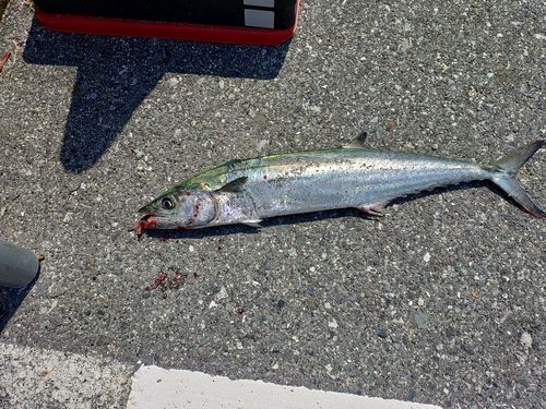 サゴシの釣果