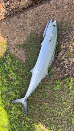 サゴシの釣果