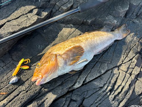 アイナメの釣果