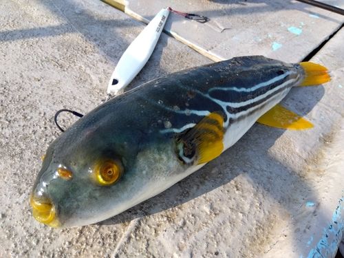 フグの釣果