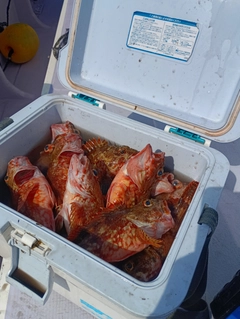 カサゴの釣果