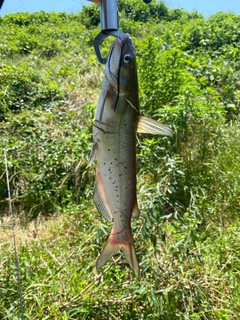 アメリカナマズの釣果