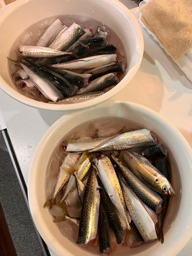 サバの釣果