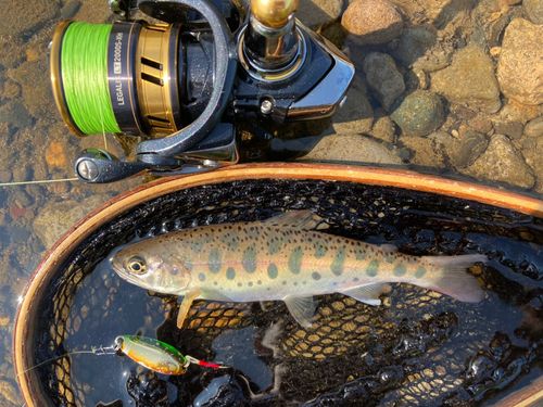 ヤマメの釣果