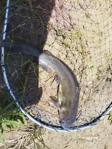 アメリカナマズの釣果