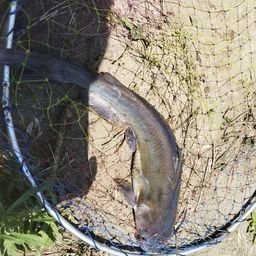 アメリカナマズ