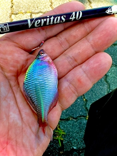 タイリクバラタナゴの釣果