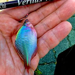 タイリクバラタナゴ