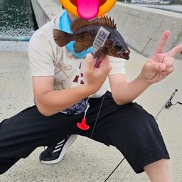 メバル