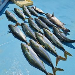 ハマチ