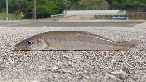 キスの釣果