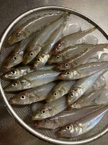 シロギスの釣果