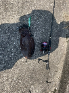 カミナリイカの釣果