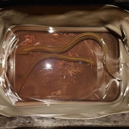 ウナギ