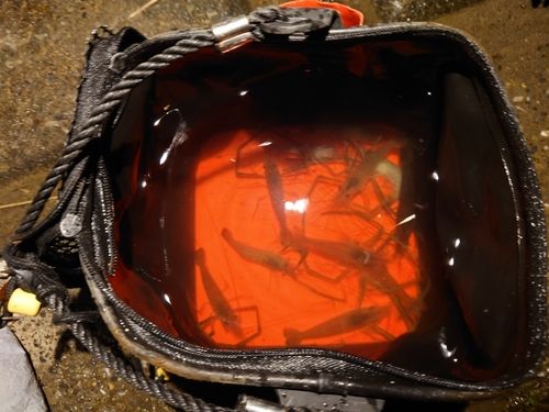 テナガエビの釣果