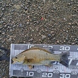 スモールマウスバス