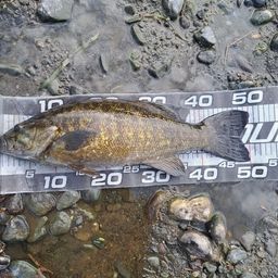 スモールマウスバス