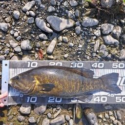 スモールマウスバス