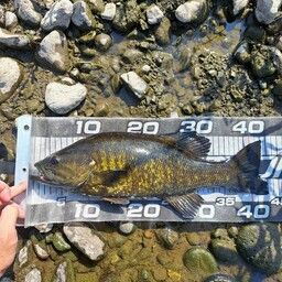 スモールマウスバス