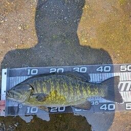 スモールマウスバス