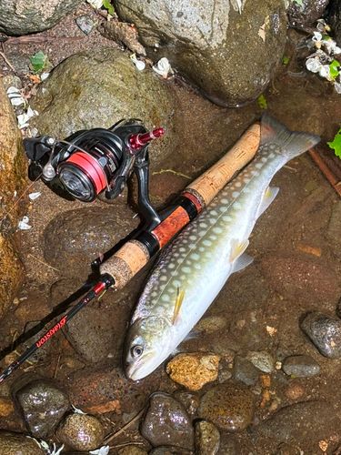 アメマスの釣果