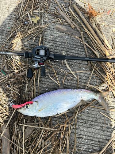 ヒラの釣果
