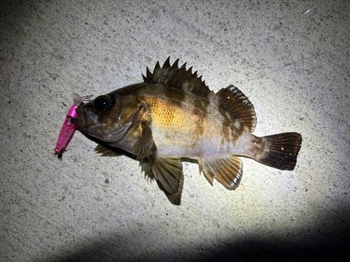 メバルの釣果