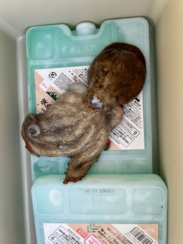 マダコの釣果