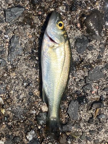 セイゴ（ヒラスズキ）の釣果