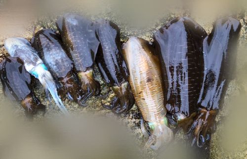 アオリイカの釣果