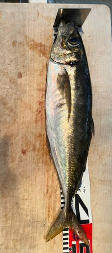 マアジの釣果