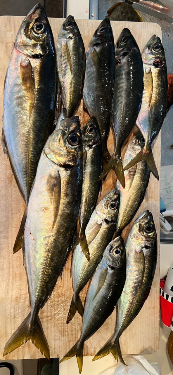 ピアノマンさんの釣果 2枚目の画像