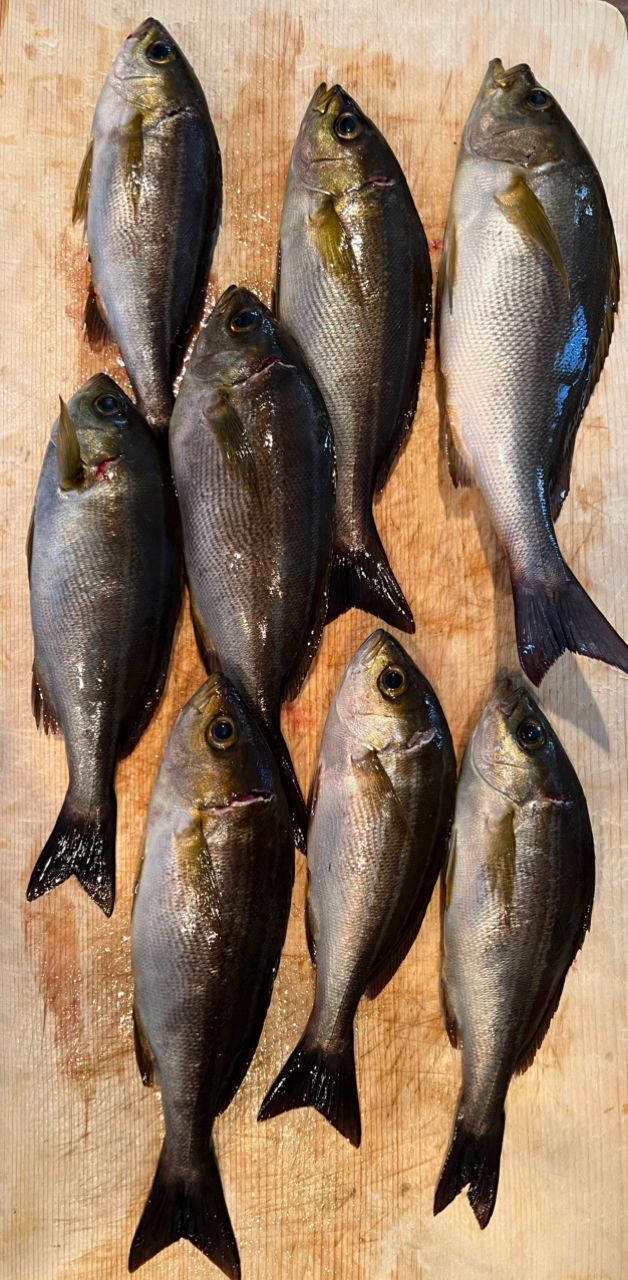 ピアノマンさんの釣果 3枚目の画像