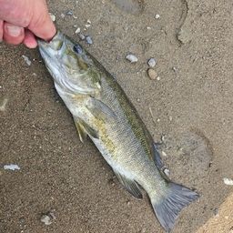 スモールマウスバス