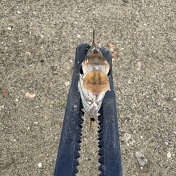 ヒイラギ