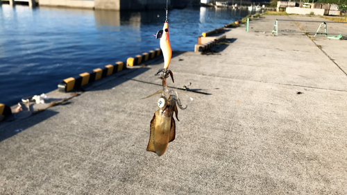 イカの釣果