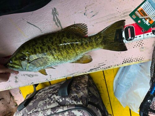 スモールマウスバスの釣果